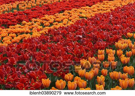"Tulips (Tulipa hybrids) at Keukenhof, Lisse, South Holland, Netherlands" View Large Photo Image Stock Photo - "Tulips (Tulipa hybrids) at Keukenhof, Lisse, South Holland, Netherlands". Fotosearch