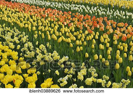 "Tulips (Tulipa hybrids) at Keukenhof, Lisse, South Holland, Netherlands" View Large Photo Image Stock Photograph - "Tulips (Tulipa hybrids) at Keukenhof, Lisse, South Holland, Netherlands". Fotosearch