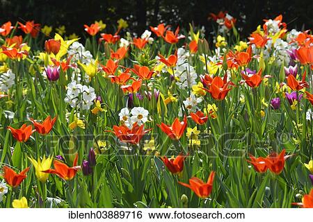 "Tulips (Tulipa hybrids) at Keukenhof, Lisse, South Holland, Netherlands" View Large Photo Image Stock Photograph - "Tulips (Tulipa hybrids) at Keukenhof, Lisse, South Holland, Netherlands". Fotosearch