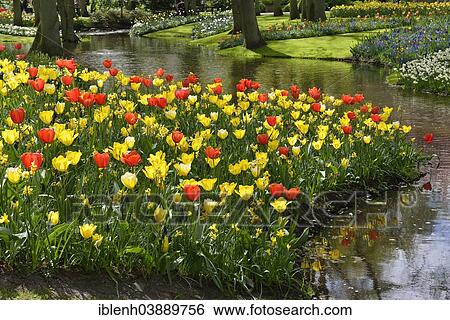 "Tulips (Tulipa hybrids) at Keukenhof, Lisse, South Holland, Netherlands" View Large Photo Image Stock Photograph - "Tulips (Tulipa hybrids) at Keukenhof, Lisse, South Holland, Netherlands". Fotosearch