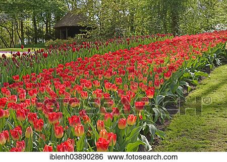 "Tulips (Tulipa hybrids) at Keukenhof, Lisse, South Holland, Netherlands" View Large Photo Image Stock Photograph - "Tulips (Tulipa hybrids) at Keukenhof, Lisse, South Holland, Netherlands". Fotosearch