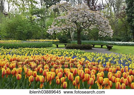 "Tulips (Tulipa hybrids) at Keukenhof, Lisse, South Holland, Netherlands" View Large Photo Image Stock Photography - "Tulips (Tulipa hybrids) at Keukenhof, Lisse, South Holland, Netherlands". Fotosearch