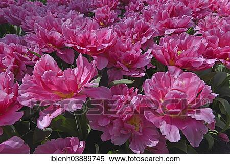 Stock Photography - "Tulips (Tulipa hybrids) at Keukenhof, Lisse, South Holland, Netherlands". Fotosearch