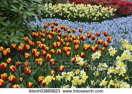 "Tulips (Tulipa hybrids), daffodils (Narcissus hybrids) and Grape Hyacinths (Muscari botryoides) in Keukenhof, also known as the Garden of Europe, Lisse, South Holland, The Netherlands, Europe" View Large Photo Image Stock Image - "Tulips (Tulipa hybrids), daffodils (Narcissus hybrids) and Grape Hyacinths (Muscari botryoides) in Keukenhof, also known as the Garden of Europe, Lisse, South Holland, The Netherlands, Europe". Fotosearch