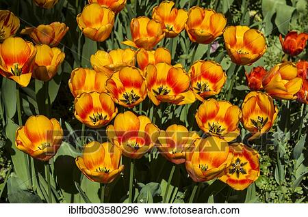 Stock Photograph - "Tulips (Tulipa), Mainau island, Lake Constanz, Baden-Wurttemberg, Germany, Europe". Fotosearch