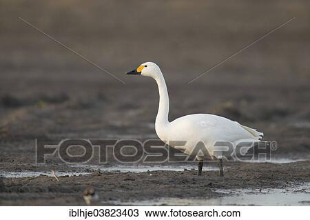 "Tundra Swan (Cygnus bewickii), Texel, North Holland, Netherlands" View Large Photo Image Stock Image - "Tundra Swan (Cygnus bewickii), Texel, North Holland, Netherlands". Fotosearch