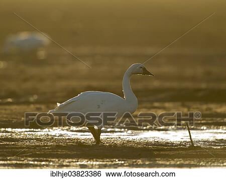 Stock Photograph - "Tundra Swan (Cygnus bewickii), Texel, North Holland, Netherlands". Fotosearch