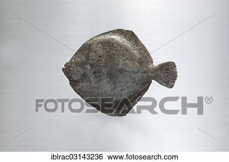 Turbot on a work surface View Large Photo Image Stock Photograph - Turbot on a work surface. Fotosearch
