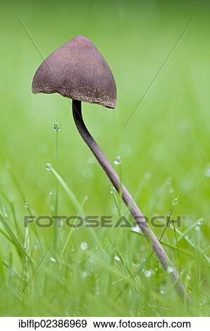 "Turf Mottlegill (Panaeolus fimicola), fruiting body, growing amongst dew covered grass, Clumber Park, Nottinghamshire, England, United Kingdom, Europe" View Large Photo Image Stock Photo - "Turf Mottlegill (Panaeolus fimicola), fruiting body, growing amongst dew covered grass, Clumber Park, Nottinghamshire, England, United Kingdom, Europe". Fotosearch