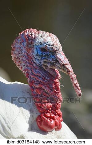 "Turkey (Meleagris gallopavo Linnaeus f domestica), Tierpark, Gettorf, Schleswig-Holstein, Germany, Europe" View Large Photo Image Stock Photo - "Turkey (Meleagris gallopavo Linnaeus f domestica), Tierpark, Gettorf, Schleswig-Holstein, Germany, Europe". Fotosearch