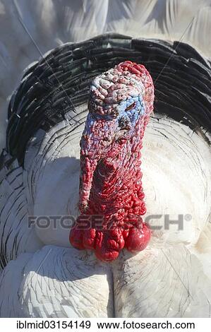 Stock Photo - "Turkey (Meleagris gallopavo Linnaeus f domestica), Tierpark, Gettorf, Schleswig-Holstein, Germany, Europe". Fotosearch