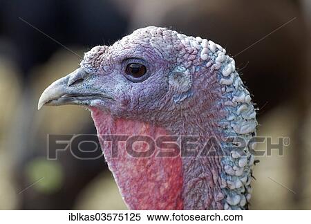 Stock Photography - "Turkey (Meleagris gallopavo), portrait, Knittkuhl, Dusseldorf, Rhineland, North Rhine-Westphalia, Germany, Europe". Fotosearch