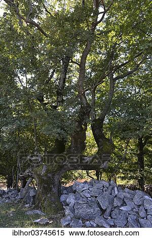 "Turkey oak (Quercus cerris), Beli, Cres island, Primorje-Gorski Kotar County, Croatia, Europe" View Large Photo Image Stock Photography - "Turkey oak (Quercus cerris), Beli, Cres island, Primorje-Gorski Kotar County, Croatia, Europe". Fotosearch