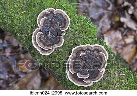 Turkey Tail mushrooms (Trametes versicolor), Tinner Loh, Haren, Emsland, Lower Saxony, Germany, Europe View Large Photo Image Stock Photo - Turkey Tail mushrooms (Trametes versicolor), Tinner Loh, Haren, Emsland, Lower Saxony, Germany, Europe. Fotosearch