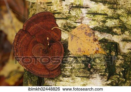 "Turkey Tail (Trametes versicolor), mushroom on a dead branch of a birch with a birch leaf, Bad Hersfeld, Hesse, Germany, Europe" View Large Photo Image Stock Photograph - "Turkey Tail (Trametes versicolor), mushroom on a dead branch of a birch with a birch leaf, Bad Hersfeld, Hesse, Germany, Europe". Fotosearch