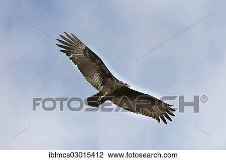 "Turkey Vulture (Cathartes aura) in flight, San Francisco, California, United States, North America" View Large Photo Image Stock Image - "Turkey Vulture (Cathartes aura) in flight, San Francisco, California, United States, North America". Fotosearch