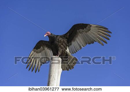 Stock Photo - "Turkey Vulture (Cathartes aura), La Higuera, Coquimbo Region, Chile, South America". Fotosearch