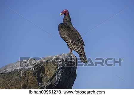 "Turkey Vulture (Cathartes aura), La Higuera, Coquimbo Region, Chile, South America" View Large Photo Image Stock Photo - "Turkey Vulture (Cathartes aura), La Higuera, Coquimbo Region, Chile, South America". Fotosearch