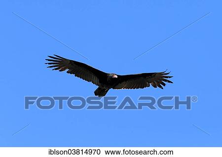 "Turkey vulture (Cathartes aura), adult, flying, Wakodahatchee Wetlands, Delray Beach, Florida, United States, North America" View Large Photo Image Stock Image - "Turkey vulture (Cathartes aura), adult, flying, Wakodahatchee Wetlands, Delray Beach, Florida, United States, North America". Fotosearch
