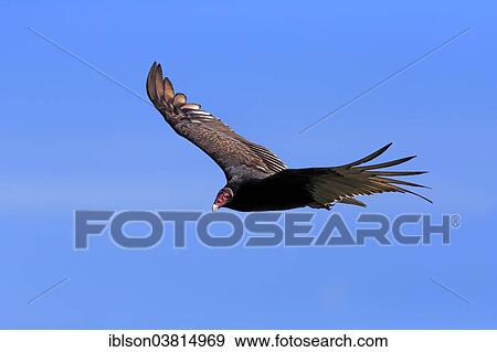 "Turkey vulture (Cathartes aura), adult, flying, Wakodahatchee Wetlands, Delray Beach, Florida, United States, North America" View Large Photo Image Stock Photo - "Turkey vulture (Cathartes aura), adult, flying, Wakodahatchee Wetlands, Delray Beach, Florida, United States, North America". Fotosearch