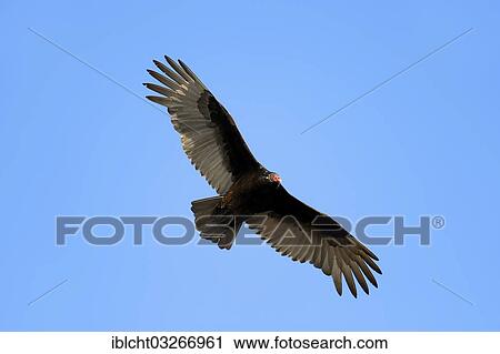 "Turkey Vulture or Turkey Buzzard (Cathartes aura) in flight, Everglades-Nationalpark, Florida, United States, North America" View Large Photo Image Stock Image - "Turkey Vulture or Turkey Buzzard (Cathartes aura) in flight, Everglades-Nationalpark, Florida, United States, North America". Fotosearch