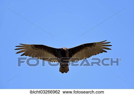 "Turkey Vulture or Turkey Buzzard (Cathartes aura) in flight, Everglades-Nationalpark, Florida, United States, North America" View Large Photo Image Stock Image - "Turkey Vulture or Turkey Buzzard (Cathartes aura) in flight, Everglades-Nationalpark, Florida, United States, North America". Fotosearch