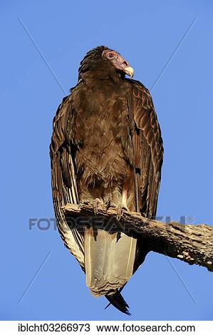 "Turkey Vulture or Turkey Buzzard (Cathartes aura), Everglades-Nationalpark, Florida, United States, North America" View Large Photo Image Stock Image - "Turkey Vulture or Turkey Buzzard (Cathartes aura), Everglades-Nationalpark, Florida, United States, North America". Fotosearch
