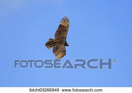 "Turkey Vulture or Turkey Buzzard (Cathartes aura) in flight, Everglades-Nationalpark, Florida, United States, North America" View Large Photo Image Stock Photo - "Turkey Vulture or Turkey Buzzard (Cathartes aura) in flight, Everglades-Nationalpark, Florida, United States, North America". Fotosearch