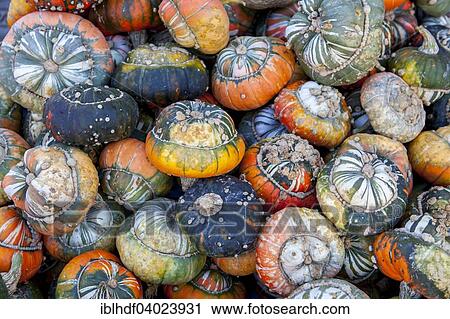 "Turks Turban or miter, pumpkins (Cucurbita maxima)" View Large Photo Image Stock Image - "Turks Turban or miter, pumpkins (Cucurbita maxima)". Fotosearch