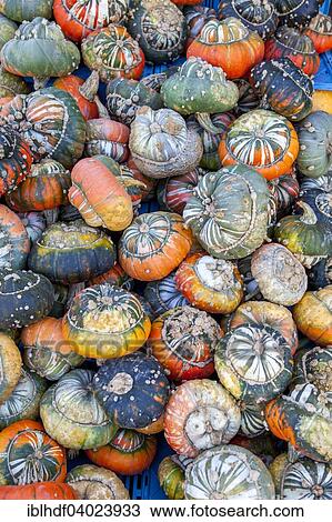 "Turks Turban or miter, pumpkins (Cucurbita maxima)" View Large Photo Image Stock Image - "Turks Turban or miter, pumpkins (Cucurbita maxima)". Fotosearch