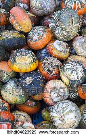 "Turks Turban or miter, pumpkins (Cucurbita maxima)" View Large Photo Image Stock Photo - "Turks Turban or miter, pumpkins (Cucurbita maxima)". Fotosearch