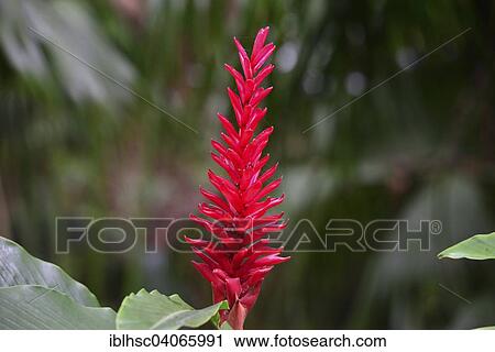 "Turmeric (Curcuma longa), flower, Reunion, Africa" View Large Photo Image Stock Image - "Turmeric (Curcuma longa), flower, Reunion, Africa". Fotosearch