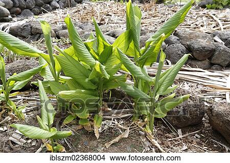 Turmeric (Curcuma longa) View Large Photo Image Picture - Turmeric (Curcuma longa). Fotosearch