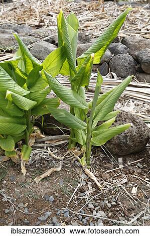 Turmeric (Curcuma longa) View Large Photo Image Stock Image - Turmeric (Curcuma longa). Fotosearch