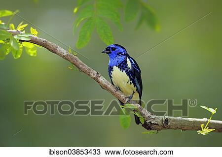 "Turquoise Tanager (Tangara mexicana), adult, male, perched, Florida, United States, North America" View Large Photo Image Stock Image - "Turquoise Tanager (Tangara mexicana), adult, male, perched, Florida, United States, North America". Fotosearch