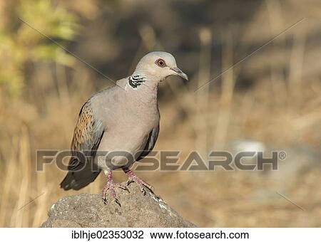 "Turtle Dove (Streptopelia turtur), Lesbos, Greece, Europe" View Large Photo Image Stock Image - "Turtle Dove (Streptopelia turtur), Lesbos, Greece, Europe". Fotosearch
