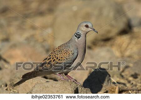 "Turtle Dove (Streptopelia turtur), Greece, Europe" View Large Photo Image Stock Image - "Turtle Dove (Streptopelia turtur), Greece, Europe". Fotosearch