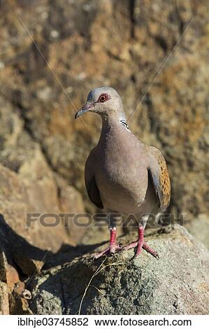 "Turtle Dove (Streptopelia turtur), Lesbos, North Aegean, Greece, Europe" View Large Photo Image Stock Image - "Turtle Dove (Streptopelia turtur), Lesbos, North Aegean, Greece, Europe". Fotosearch