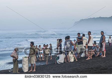 "Turtle egg collectors on the beach waiting for the arrival of Olive Ridley Sea Turtles (Lepidochelys olivacea), Ostional, Costa Rica, North America" View Large Photo Image Stock Photography - "Turtle egg collectors on the beach waiting for the arrival of Olive Ridley Sea Turtles (Lepidochelys olivacea), Ostional, Costa Rica, North America". Fotosearch