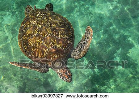 Stock Photo - "Turtle in Kelonia Aquarium, Saint Leu, Reunion, Africa". Fotosearch