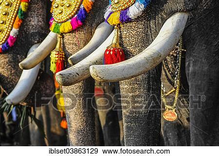 Stock Photo - "Tusks of decorated elephants at temple festival, Thrissur, Kerala, South India, India, Asia". Fotosearch