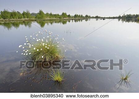 "Tussock Cottongrass (Eriophorum vaginatum), Emsland, Lower Saxony, Germany, Europe" View Large Photo Image Stock Image - "Tussock Cottongrass (Eriophorum vaginatum), Emsland, Lower Saxony, Germany, Europe". Fotosearch
