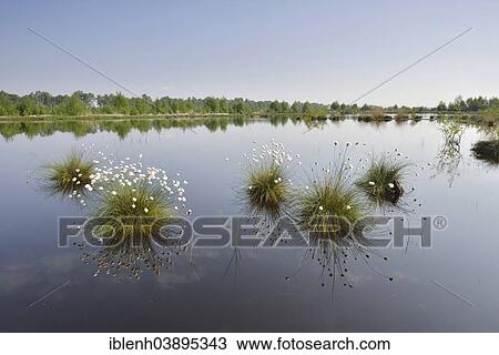 Stock Image - "Tussock Cottongrass (Eriophorum vaginatum), Emsland, Lower Saxony, Germany, Europe". Fotosearch