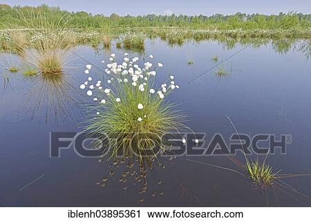 "Tussock Cottongrass (Eriophorum vaginatum), Emsland, Lower Saxony, Germany, Europe" View Large Photo Image Stock Image - "Tussock Cottongrass (Eriophorum vaginatum), Emsland, Lower Saxony, Germany, Europe". Fotosearch