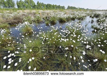 Stock Image - "Tussock Cottongrass (Eriophorum vaginatum), Emsland, Lower Saxony, Germany, Europe". Fotosearch