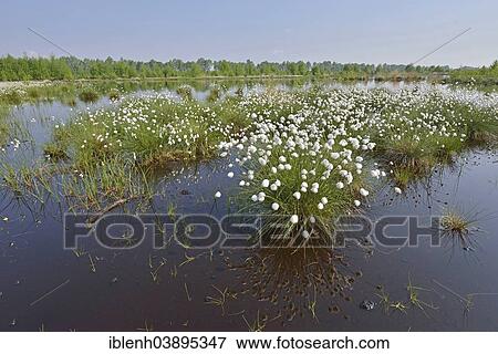 Stock Photo - "Tussock Cottongrass (Eriophorum vaginatum), Emsland, Lower Saxony, Germany, Europe". Fotosearch