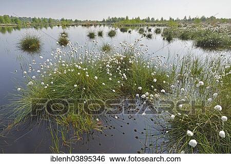 "Tussock Cottongrass (Eriophorum vaginatum), Emsland, Lower Saxony, Germany, Europe" View Large Photo Image Stock Photograph - "Tussock Cottongrass (Eriophorum vaginatum), Emsland, Lower Saxony, Germany, Europe". Fotosearch