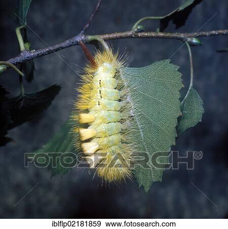 "Tussock Pale Larva (Dasychira pudibunda), on leaf" View Large Photo Image Stock Photo - "Tussock Pale Larva (Dasychira pudibunda), on leaf". Fotosearch