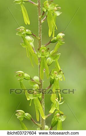 Picture - "Twayblabe or Eggleaf Twayblade (Listera ovata), flowers, Nationalpark Berchtesgaden, Berchtesgadener Land District, Upper Bavaria, Bavaria, Germany, Europe". Fotosearch