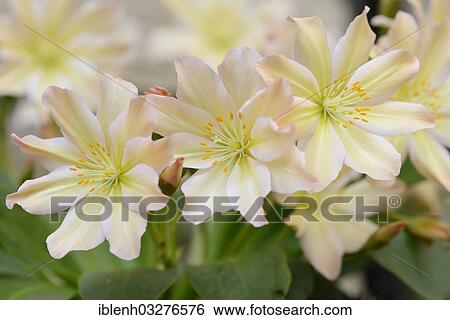 "Tweedy's Lewisia (Lewisia tweedyi), Haren, Emsland, Lower Saxony, Germany, Europe" View Large Photo Image Stock Photograph - "Tweedy's Lewisia (Lewisia tweedyi), Haren, Emsland, Lower Saxony, Germany, Europe". Fotosearch